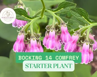 Comfrey Bocking 14 Live Starter Plant – Symphytum × uplandicum Rooted Perennial Garden Plant