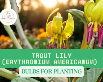 10 Trout Lily Bulbs – Erythronium americanum Bulbs for Planting, Native Woodland Wildflower Perennial