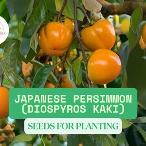 10 Japanese Persimmon Tree Seeds – Diospyros kaki – Hardy Asian Fruit Tree – Sweet Edible Fruit – Grow Your Own