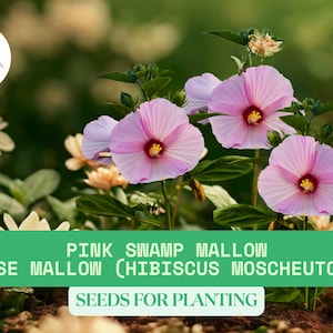 20 Pink Swamp Mallow Seeds | Hardy Hibiscus Moscheutos | Large Flower Seeds | Fast Growing Garden Plant | Rose Mallow