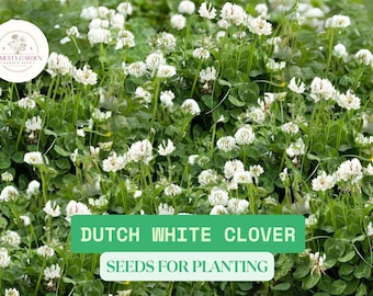 May include: A lush field of Dutch white clover with numerous white flower clusters and green leaves. The image includes the text "Dutch White Clover Seeds for Planting" on a green banner.