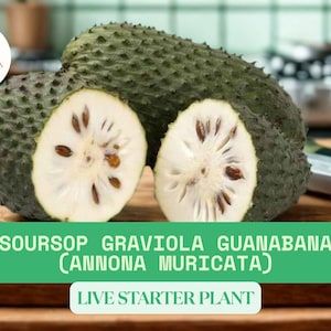 1 Soursop Graviola Guanabana Live Plant | Annona muricata Potted Tropical Fruit Tree Starter Approx. 9–11” Tall Plant Ready to Grow