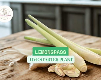 5 Lemongrass Stalk Plugs | Live Cymbopogon Plant | Healthy Organic Herb for Cooking & Gardening