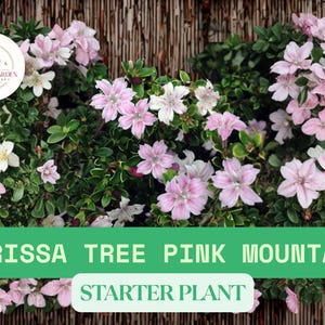 May include: A vibrant image of a Serissa Tree Pink Mountain starter plant. The plant features clusters of pink and white flowers with green foliage. The text "SERISSA TREE PINK MOUNTAIN STARTER PLANT" is displayed on a green banner.