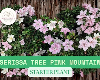 Serissa Tree Pink Mountain in 2.5" Pot – Live Starter Plant Great for Bonsai, Fairy Garden or Indoor House Plant with Tiny Pink Blooms
