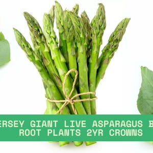5 Jersey Giant Live Asparagus Bare Root Plants – 2 Year Crowns for Planting – Heirloom Vegetable Garden Starter
