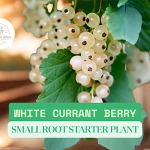 1 White Currant Starter Plant – Blanca Variety – Live Plant Ready to Grow – Rooted Berry Plant for Garden – No Ship to California