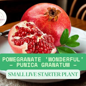 1 Pomegranate &#39;Wonderful&#39; Tree Starter – Punica granatum Live Plant 6–8” – Edible Fruit Tree for Garden or Pot