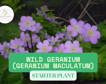 1 Wild Geranium Starter Plant – Purple Blooms | Hardy Perennial Flower | Easy to Grow Live Plant