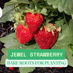 Jewel Strawberry Bare Root Plants – Large Sweet Fruit – Productive Summer Variety – Garden Fruit Plant for Containers or Beds