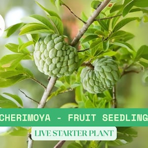1 Cherimoya Live Plant in a Cup | 7–9&quot; Seedling | Annona cherimola | Tropical Fruit Tree Starter Plant | Mãng Cầu Úc