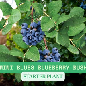 Mini Blues Blueberry Bush – 1 Live Dwarf Plant – Ships Bare Root – Patio Fruit Plant – Hardy & Compact