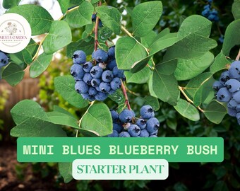 May include: Image of a Mini Blues blueberry bush with clusters of ripe, blue berries. The plant has green leaves and is labeled as a starter plant. The background is blurred, suggesting an outdoor setting.