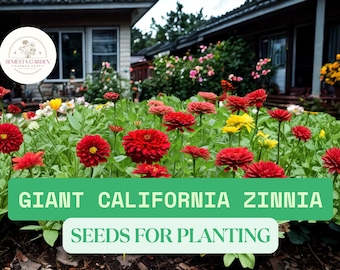 May include: A vibrant garden bed filled with Giant California Zinnia flowers in shades of red and yellow. The image features a green banner with the text "GIANT CALIFORNIA ZINNIA SEEDS FOR PLANTING". The flowers are in full bloom.