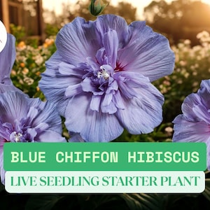 1 Blue Chiffon Hibiscus Live Starter Plant – 3–8&quot; Seedling – Hardy Rose of Sharon Shrub with Blue-Purple Blooms – Flower Garden Shrub