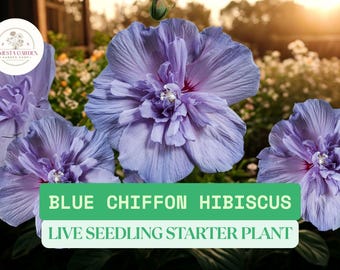1 Blue Chiffon Hibiscus Live Starter Plant – 3–8" Seedling – Hardy Rose of Sharon Shrub with Blue-Purple Blooms – Flower Garden Shrub