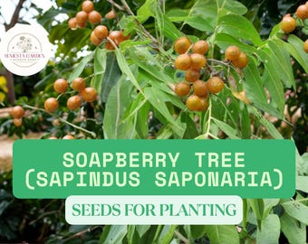 May include: Image of a soapberry tree (Sapindus saponaria) with green leaves and clusters of small, round, orange-brown berries. The text "Soapberry Tree (Sapindus Saponaria) Seeds for Planting" is displayed on a green banner.