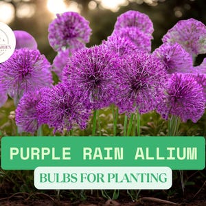 Purple Rain Allium Bulbs – 10 Ornamental Onion Perennial Flower Bulbs for Planting, Summer Bloom Garden Landscaping