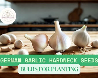 5 Organic German Hardneck Garlic Bulbs – XL Jumbo Seed Bulbs – Heirloom Variety – USA Grown – Great for Planting