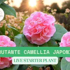 1 Debutante Camellia Japonica Live Plant – Starter Shrub with Soft Pink Blooms – Evergreen Flowering Bush