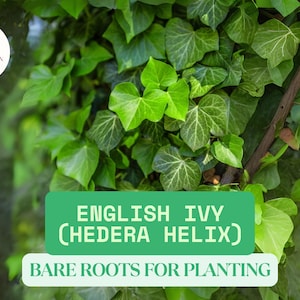 May include: Close-up of English Ivy (Hedera Helix) with lush green leaves. The image features a vibrant display of the plant's foliage, with a green rectangle that reads "English Ivy (Hedera Helix) Bare Roots for Planting".