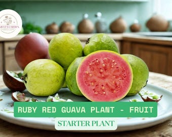 1 Gal Ruby Red Guava Tree | 18”-20” Tropical Live Plant | Sweet