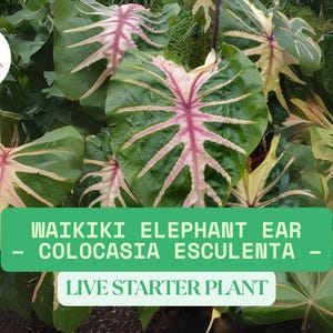 1 Waikiki Elephant Ear Starter Plant – Colocasia esculenta – Live Tropical Foliage Plant Approx. 3–8&quot; Tall – Ships Bare Root