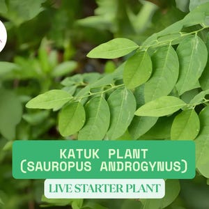 1 Katuk Leaves Starter Plant in a Cup | Sauropus androgynus | Sweet Leaf Tree | Asparagus Greens | Rau Ngót Live Edible Plant for Garden