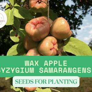 Puede incluir: Imagen de manzanas de cera, tambi&eacute;n conocidas como Syzygium samarangense, en una rama de &aacute;rbol con hojas verdes. Las frutas son de color rosa claro. El texto en una pancarta verde dice "WAX APPLE (SYZYGIUM SAMARANGENSE) SEEDS FOR PLANTING."