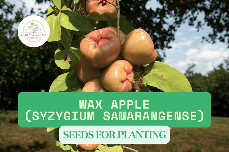 Puede incluir: Imagen de manzanas de cera, tambi&eacute;n conocidas como Syzygium samarangense, en una rama de &aacute;rbol con hojas verdes. Las frutas son de color rosa claro. El texto en una pancarta verde dice "WAX APPLE (SYZYGIUM SAMARANGENSE) SEEDS FOR PLANTING."