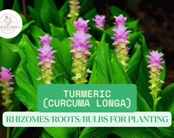 4 Organic Turmeric Roots – Live Curcuma Longa Rhizomes for Growing – Non-GMO Tuber Bulbs – Easy to Grow in Pots or Garden