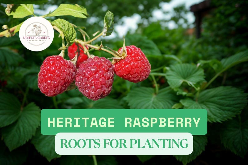 Heritage Raspberry Farms Heritage Raspberry Root Plants – 10 Bare Root Rubus Idaeus Everbearing ...