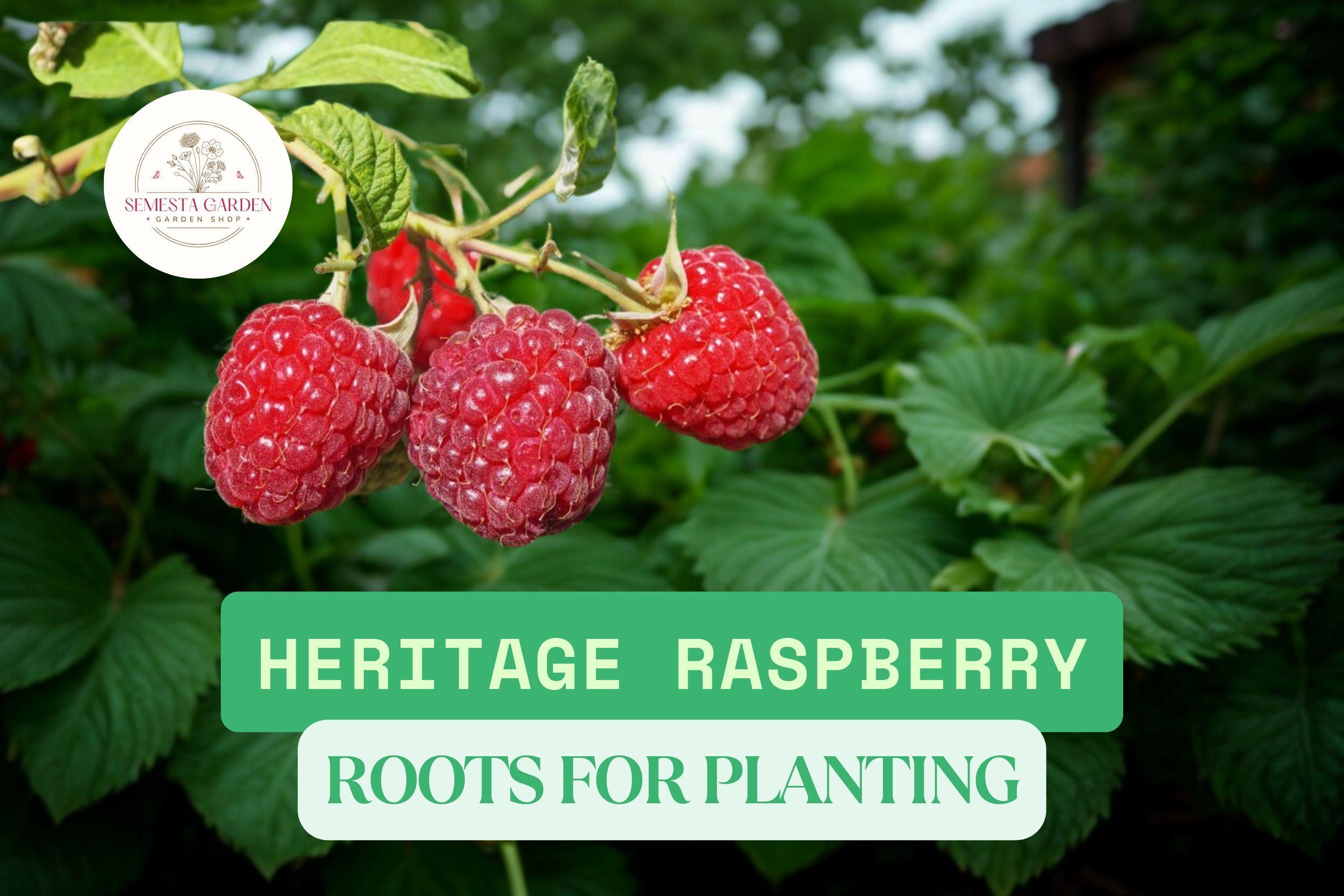 Baby Raspberry Root Heritage Raspberry Root Plants – 10 Bare Root Rubus Idaeus Everbearing ...