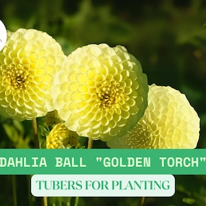 Golden Torch Dahlia Tubers | 3 Ball Dahlia Tubers | Large Golden Blooms | Summer Garden Flowers | Easy to Grow Perennials