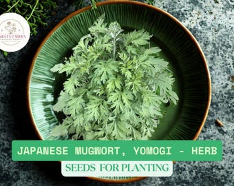 100mg Japanese Mugwort Seeds for Planting (Yomogi) – Medicinal Herb, Edible, Aromatic, Heirloom Artemisia Princeps, Easy to Grow