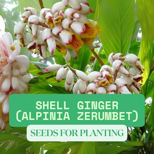 10 Shell Ginger Seeds for Planting – Alpinia zerumbet – Tropical Ornamental Plant with Variegated Foliage and Fragrant Blooms