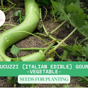 10 Cucuzzi Gourd Seeds – Italian Edible Snake Gourd, Long Green Heirloom Vegetable, Great for Cooking and Gardening