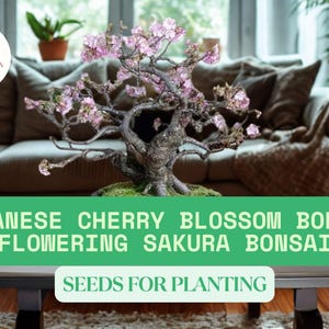 10 Japanese Sakura Bonsai Seeds – Cherry Blossom Seeds Ready To Grow – Pink Flowering Tree for Bonsai or Garden – Indoor or Outdoor
