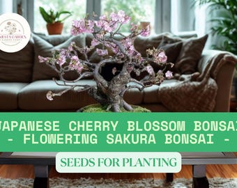 10 Japanese Sakura Bonsai Seeds – Cherry Blossom Seeds Ready To Grow – Pink Flowering Tree for Bonsai or Garden – Indoor or Outdoor