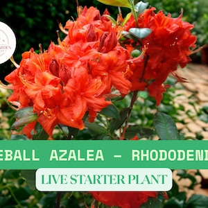 1 Fireball Azalea Live Plant/Plug – Rhododendron Starter Shrub with Red Blooms – Hardy Spring Flowering Bush