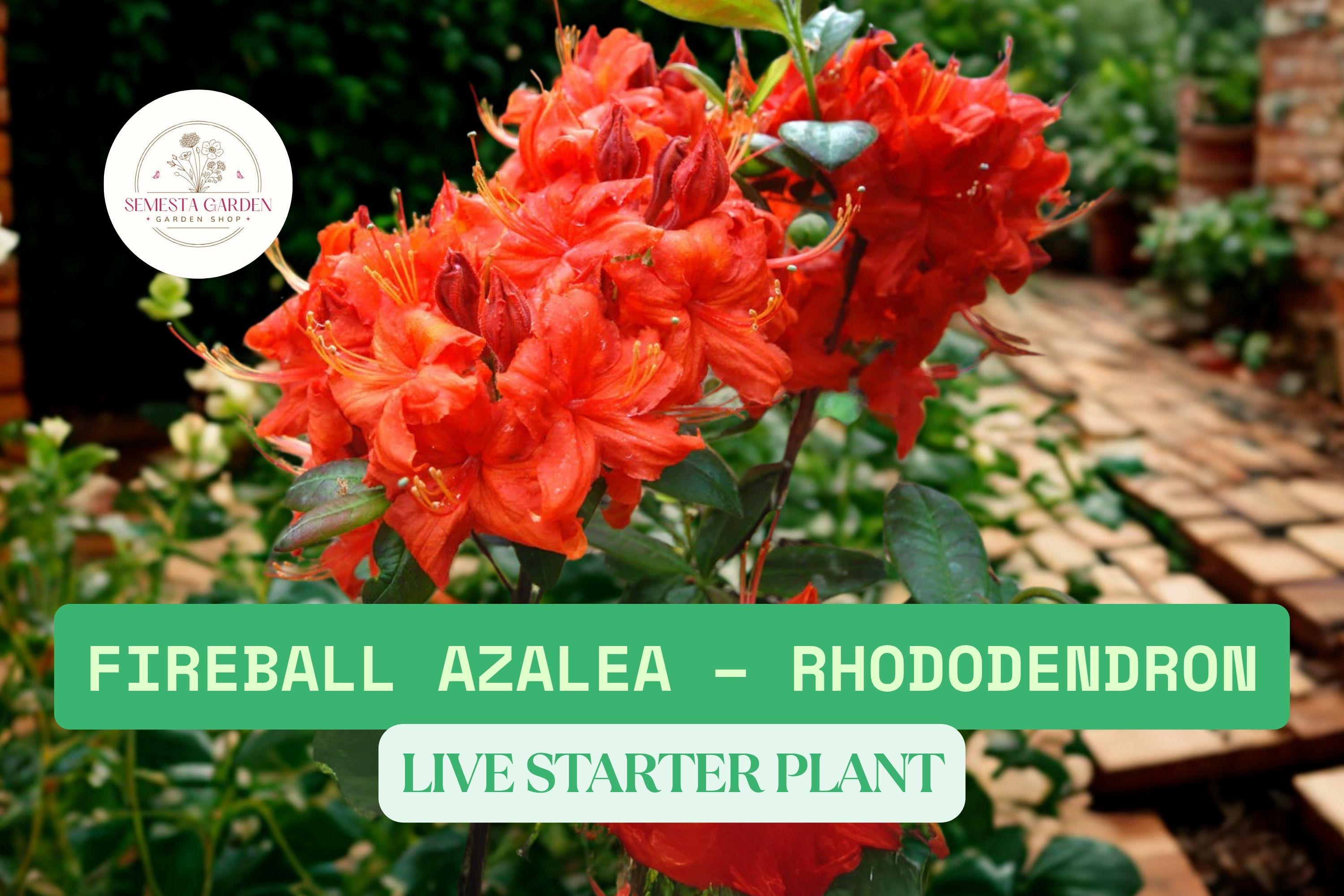 rhododendron alexander Alexander Dwarf Azalea Plant – Compact Red Azalea Bush