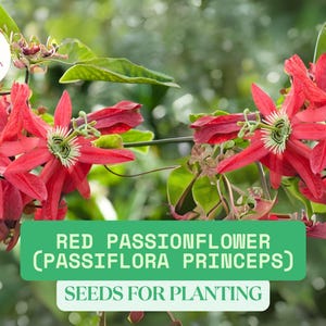 K&ouml;nnte beinhalten: Nahaufnahme von roten Passionsblumenbl&uuml;ten mit gr&uuml;nem Laub. Die Bl&uuml;ten haben eine einzigartige sternartige Form mit wei&szlig;en und gr&uuml;nen Zentren. Text auf einem gr&uuml;nen Banner lautet "Red Passionflower (Passiflora Princeps) Seeds for Planting."
