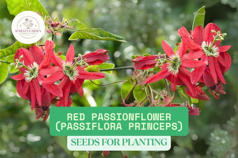 K&ouml;nnte beinhalten: Nahaufnahme von roten Passionsblumenbl&uuml;ten mit gr&uuml;nem Laub. Die Bl&uuml;ten haben eine einzigartige sternartige Form mit wei&szlig;en und gr&uuml;nen Zentren. Text auf einem gr&uuml;nen Banner lautet "Red Passionflower (Passiflora Princeps) Seeds for Planting."