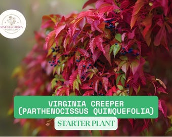 Virginia Creeper Live Vine Plant – 1 Seedling for Planting – Fast-Growing Climber – No Ship to California