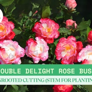 Double Delight Rose – 5 Unrooted Cuttings/Stems Ready To Grow – Large Fragrant Bicolor Blooms – Rosa Hybrid Garden Rose for Planting