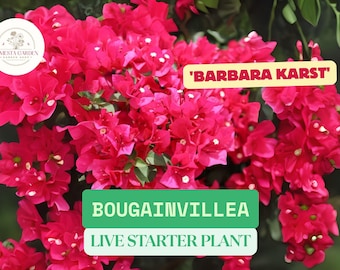 Rare Miki Bougainvillea Root-grafted Starter, Ships in USA | Just