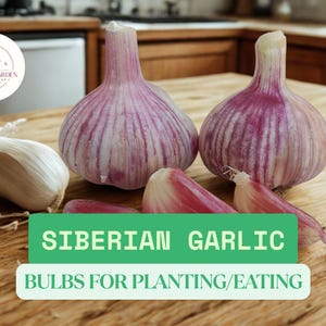Siberian Garlic Bulbs – Hardy Heirloom Variety – Whole Bulbs for Eating or Planting – Rich Flavor & Cold Tolerant