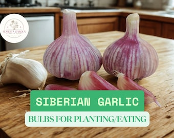 Siberian Garlic Bulbs – Hardy Heirloom Variety – Whole Bulbs for Eating or Planting – Rich Flavor & Cold Tolerant