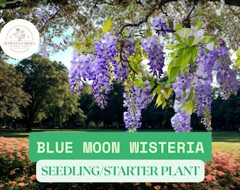 Blue Moon Wisteria Seedling - Hardy Perennial Vine Plant | 1 Year Old Live Starter for Planting