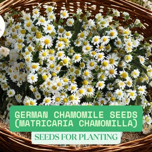 500mg German Chamomile Seeds | Matricaria chamomilla | NON-GMO Heirloom | Garden Herb | Fragrant Flowers for Planting